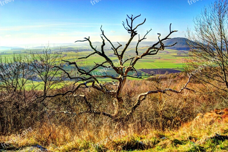 Tree Dead Plant Dead Tree Landscape Clouds