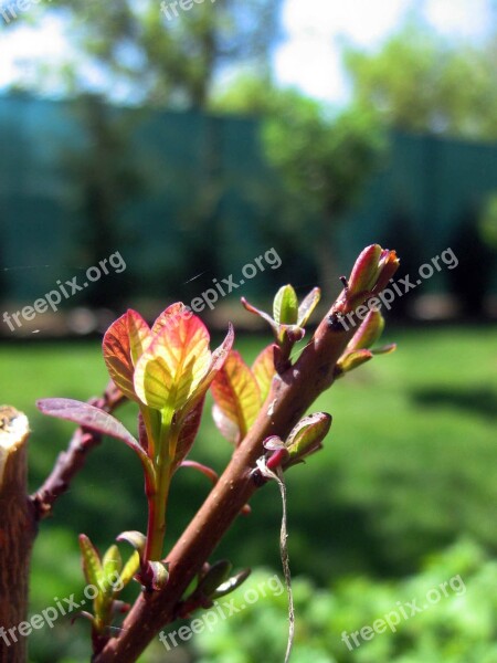 The Puck Tree Cherry Spider Web Garden