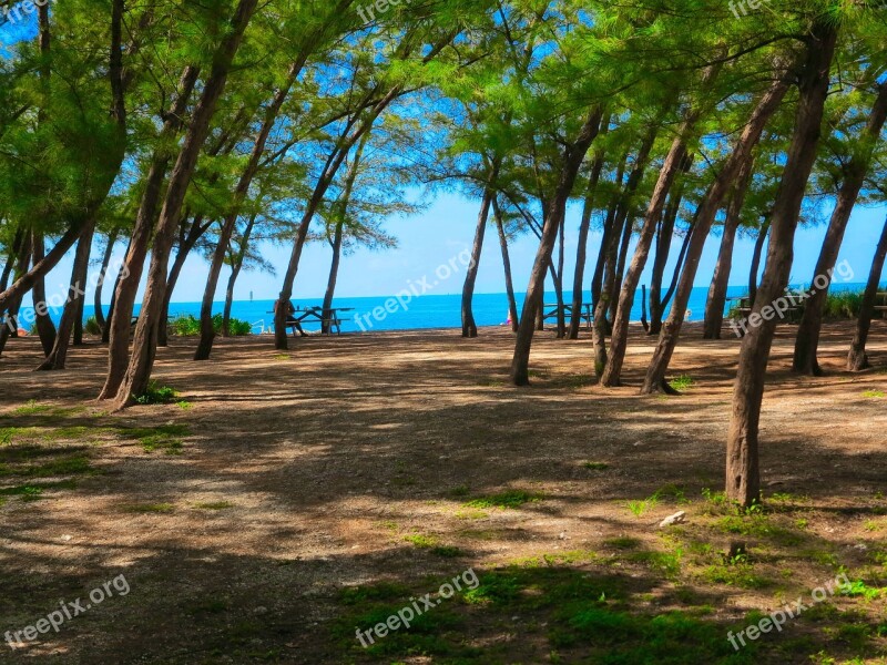 Beach Tree Landscape Sand Nature