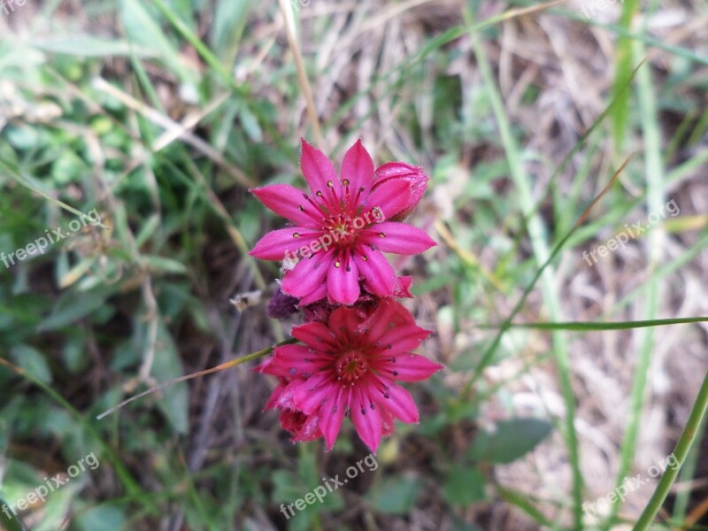 Flowers Mountain Nature Prato Summer