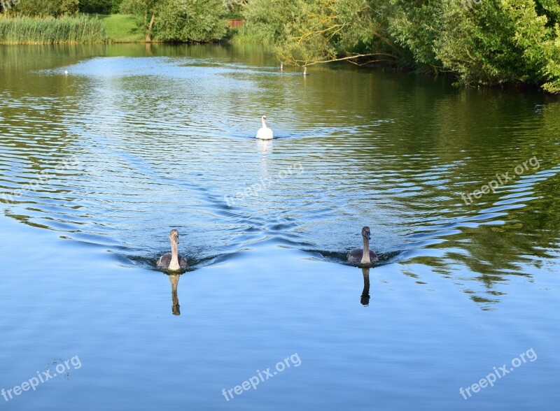 Lodge Lake Milton Keynes Swans Cygnets Lake