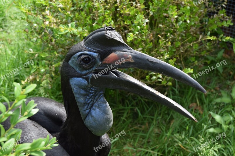 Ground Hornbill Abyssinian Bird Dinosaur Free Photos