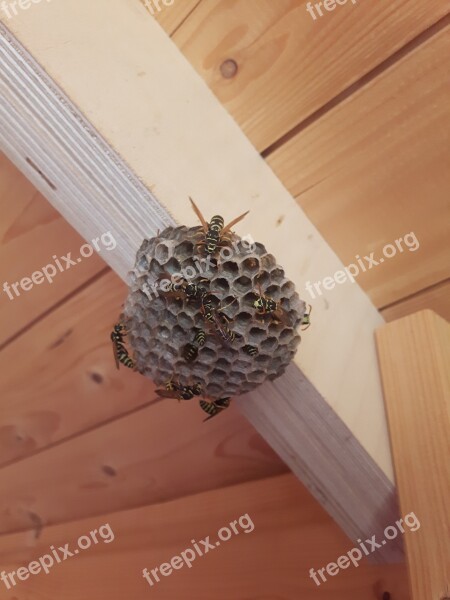 Wasps The Hive Garden Garden Shed Free Photos