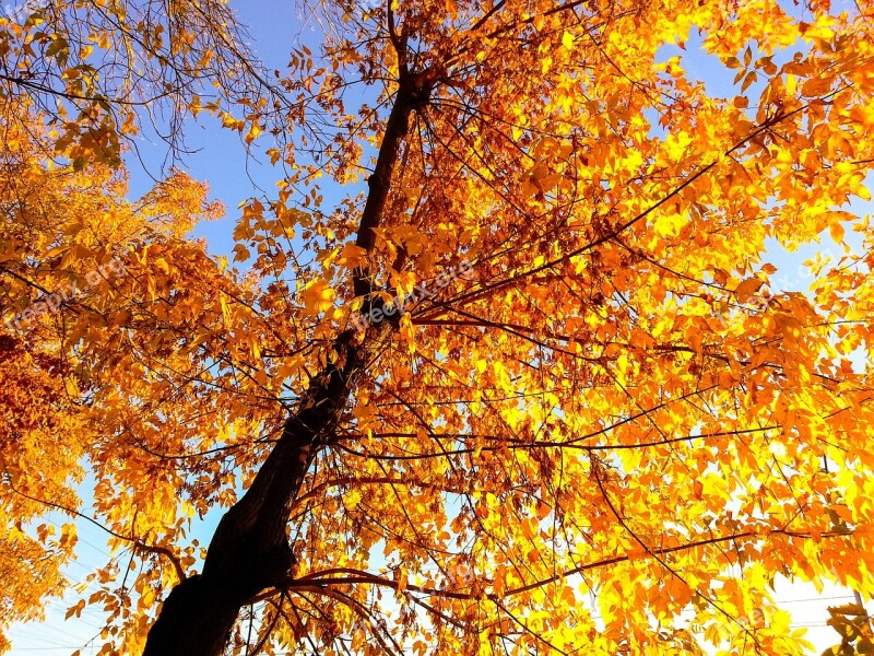 Autumn Tree Leaves Orange Branch