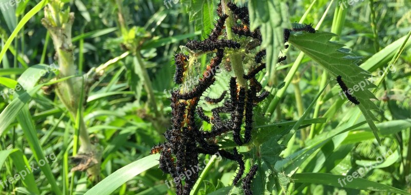 Peacock Butterfly Butterfly Caterpillar Nature Animal