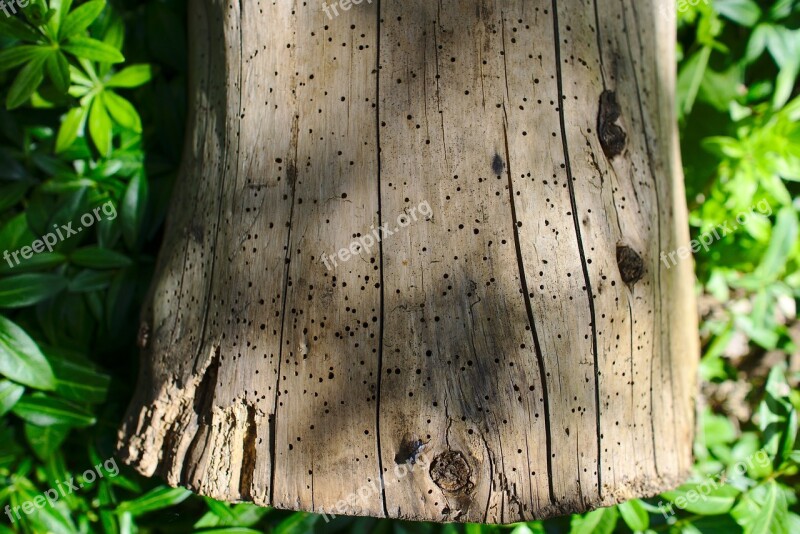 Wood Stump Wooden Old Holes