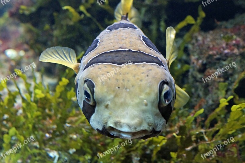 Puffer Fish Sea Underwater World Close Up Reef