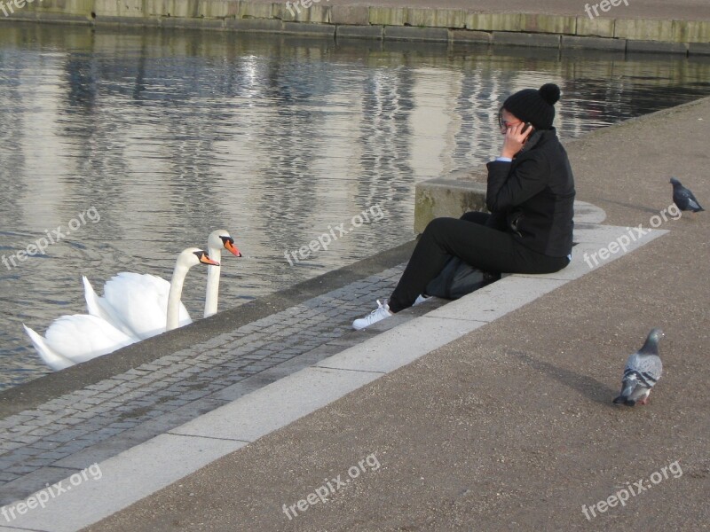 Woman Phone Female Cygnus Swan