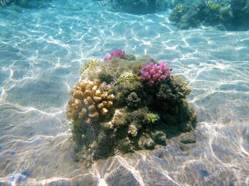 Cay Underwater Seabed Free Photos