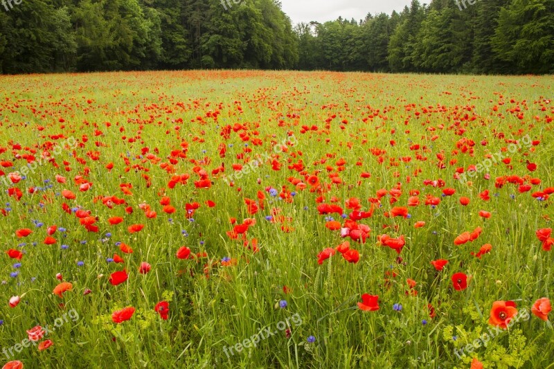 Poppy Field Of Poppies Meadow Red Red Poppy