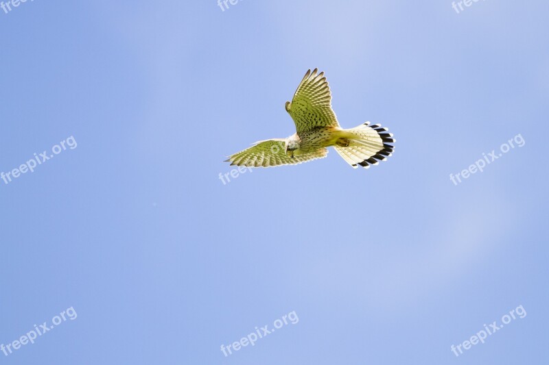 Kestrel Falcon Vibrating Flight Raptor Freilebend