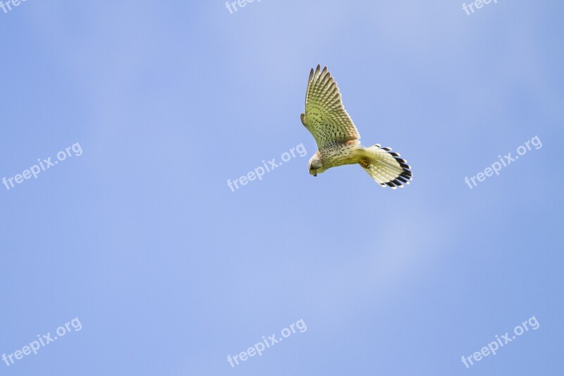 Kestrel Falcon Vibrating Flight Raptor Freilebend