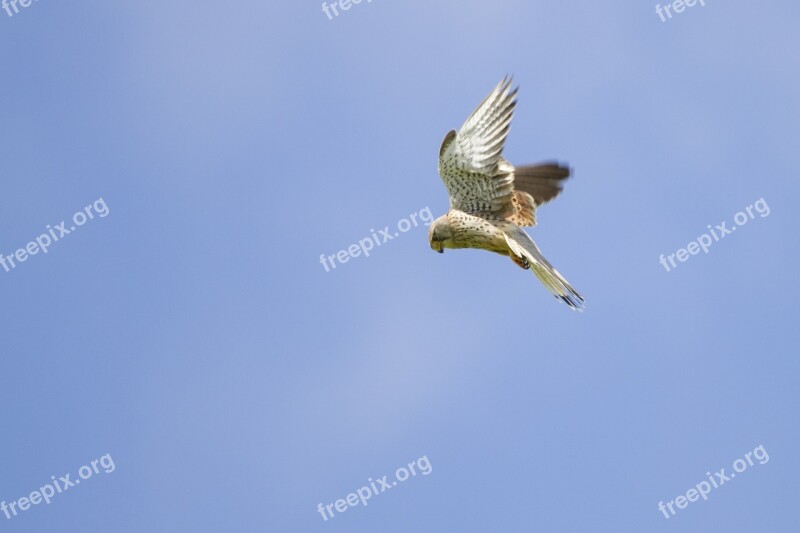 Kestrel Falcon Vibrating Flight Raptor Freilebend