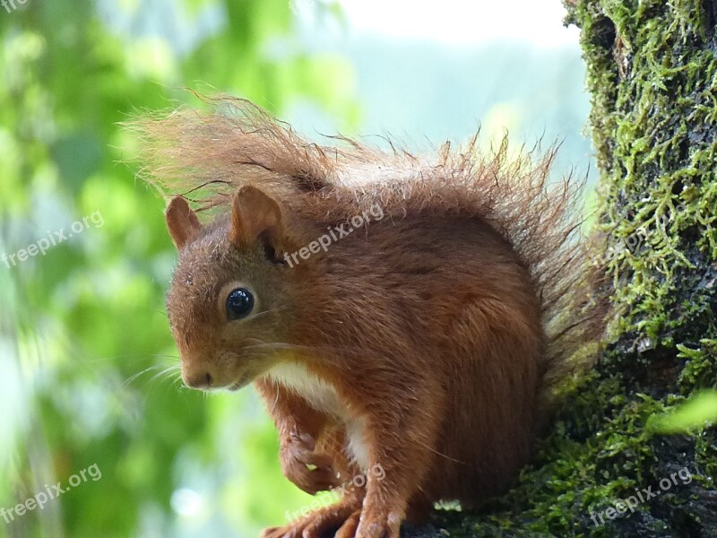 Squirrel Nature Animal Cute Nager