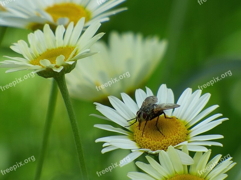 Fly Blossom Bloom Insect Nature