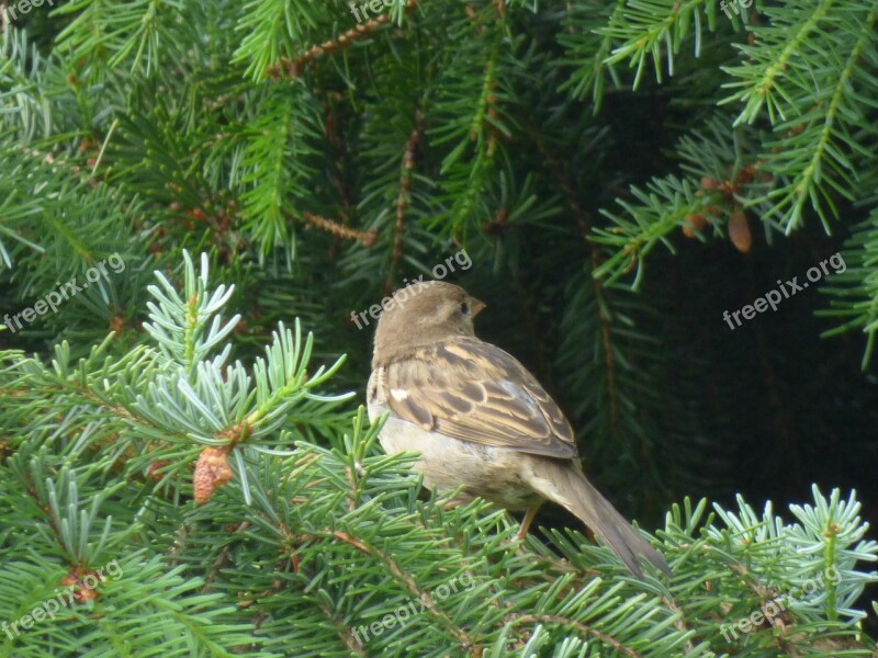 Sparrow Bird Birds Animal Nature