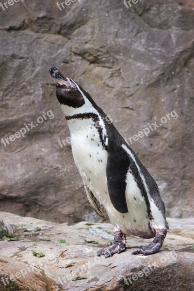 Penguin Zoo Water Bird Glasses Penguin Free Photos