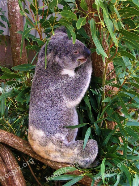 Koala Australia Animal Tree Cute