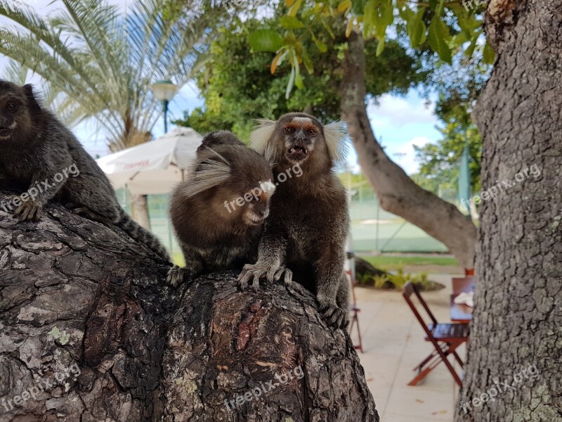 Animal Animals Monkey Marmoset Bahia