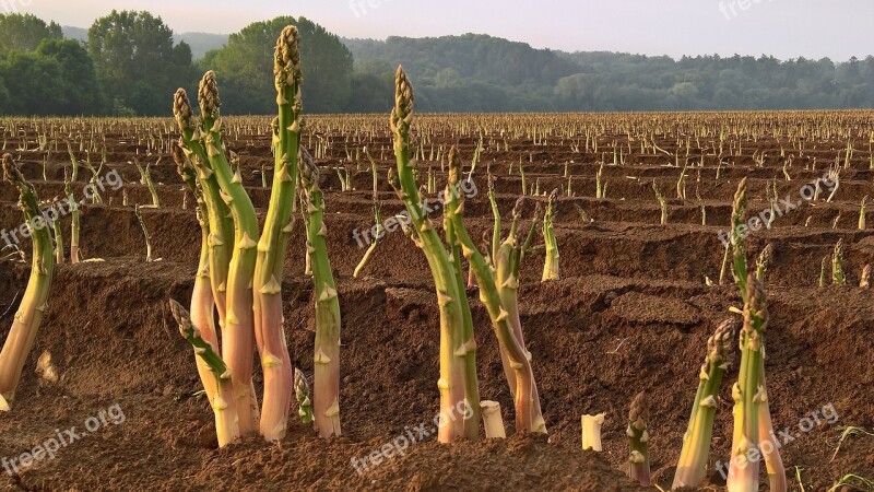 Asparagus Vegetables Agriculture Asparagus Time Food