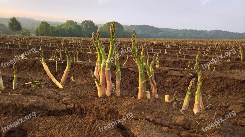 Asparagus Vegetables Agriculture Asparagus Time Food