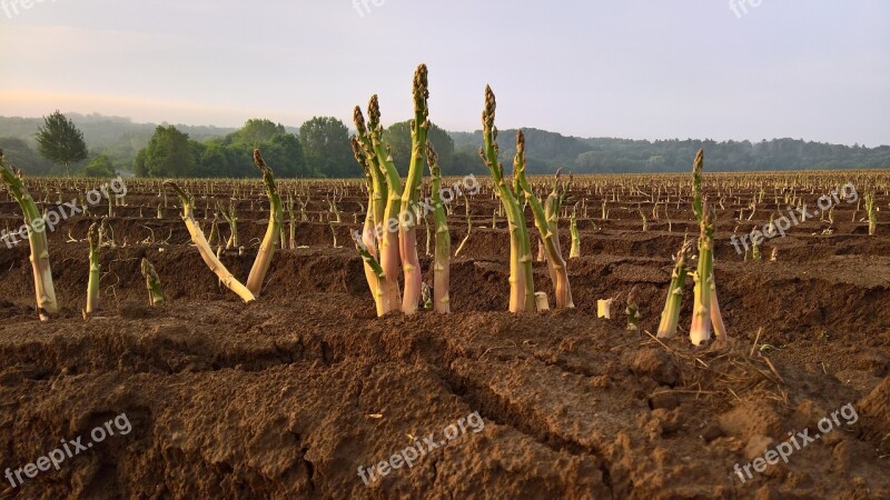 Asparagus Vegetables Agriculture Asparagus Time Food