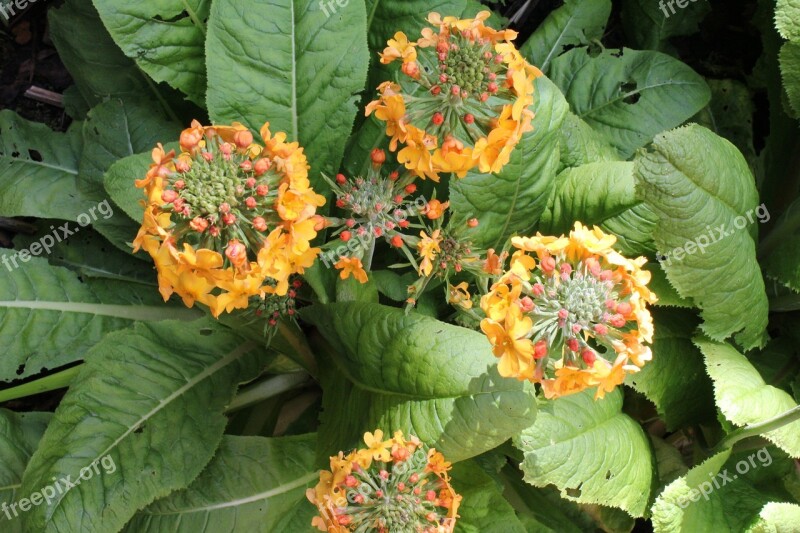 Primula Bulleyana Flower Plant Petal Yellow