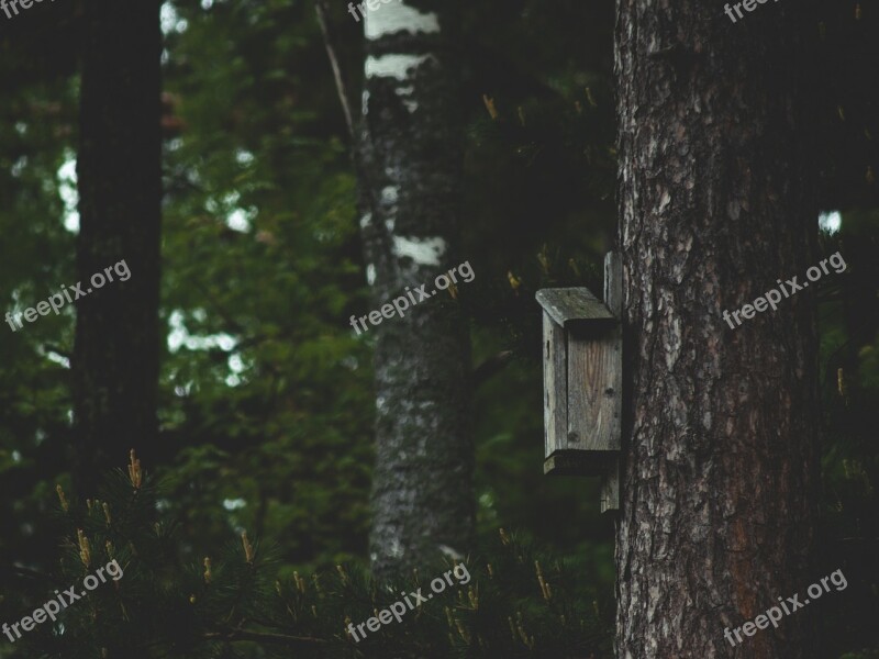 Birdhouse Tree Forest Nature Pine