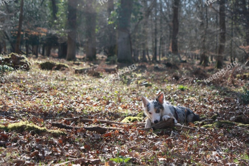 Collie Dog Cute Forest New Forest