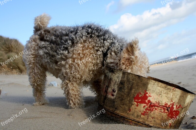 Lakeland Terrier Dog Pet Animal