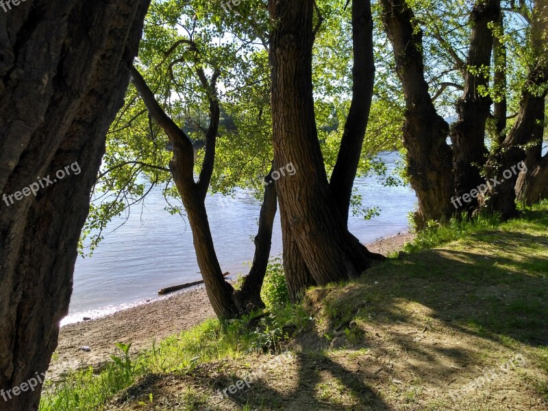 Hungary Danube The Danube Bend In Zebegény Deciduous Trees