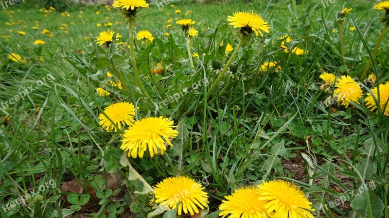 June Meadow Nature Sonchus Oleraceus Holidays