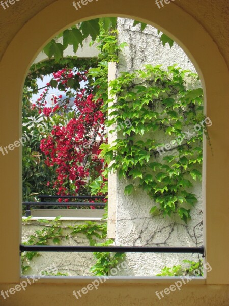 By Look Bougainville Green Plants Nature