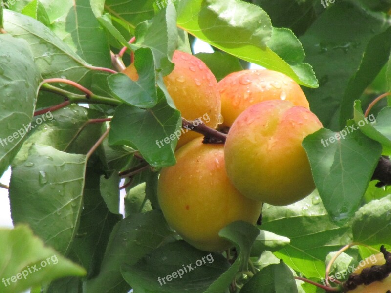 Fruit Peach Fruits Health Tropical