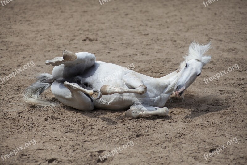 Horse Animal Portrait Ride Nature