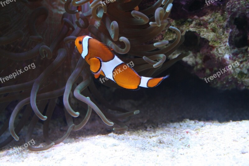 Clownfish Sea ​​fish Colorful Fishes Sea World Coral Reef