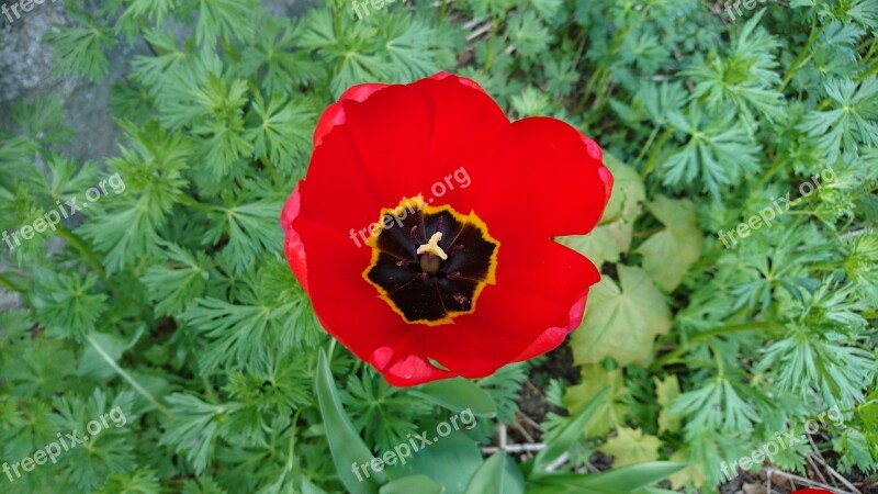 Tulip Red Tulip Flower Summer Free Photos