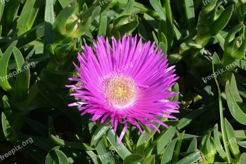 Flower Pink Beauty Nature Pink Flowers