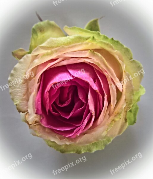 Rose Single Bloom Floribunda Pink Yellow