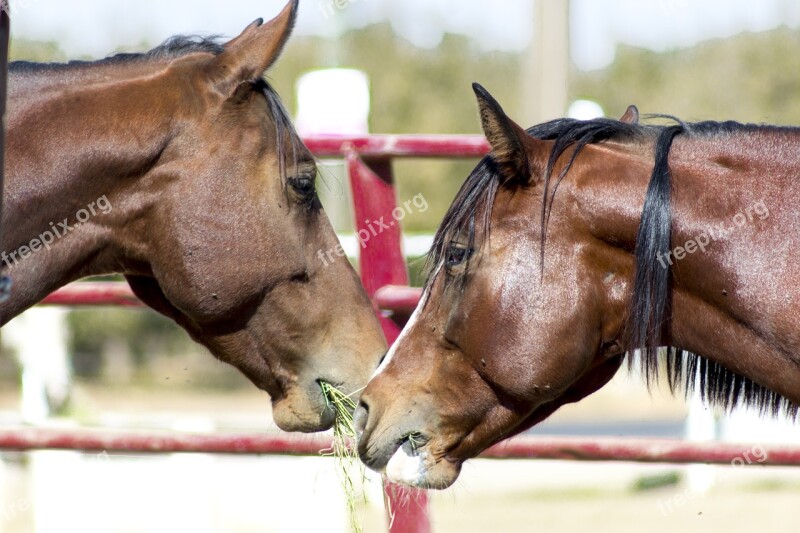 Horses Animals Equine Free Photos