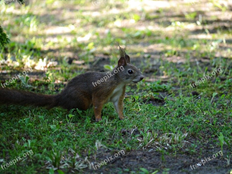 Squirrel Rodent Forest Hazel Nature