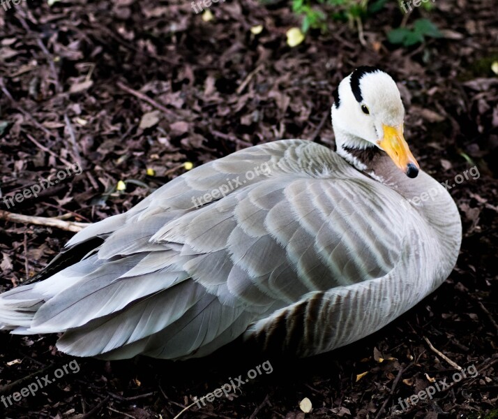 Bar-headed Goose Bird Goose Nature Wildlife