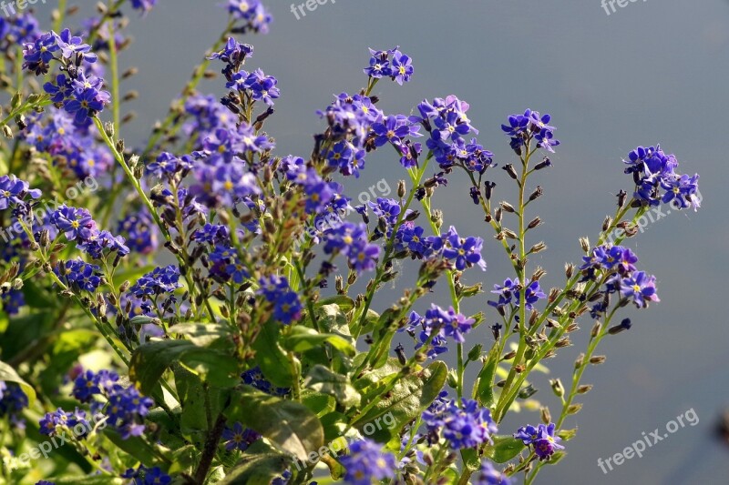 Flowers Blue Including A Great Blue Heron Flowerbed Garden