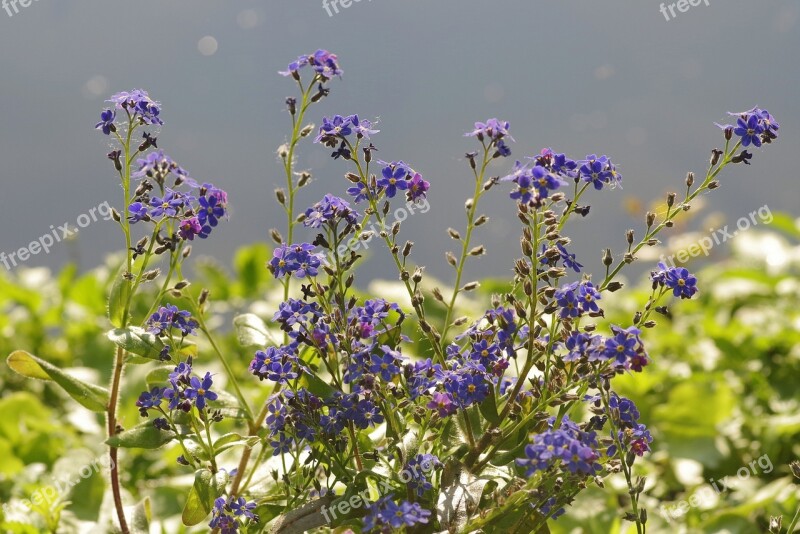 Flowers Blue Including A Great Blue Heron Flowerbed Garden