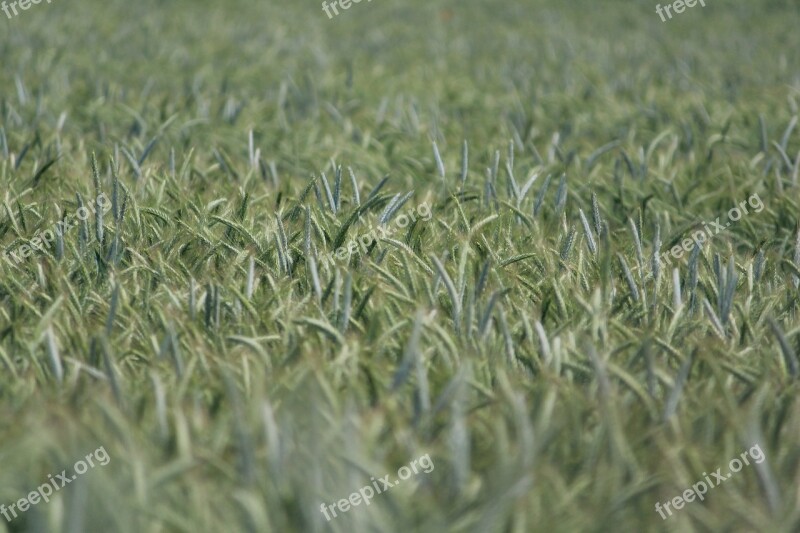 Rye Rye Field Cereals Grain Food