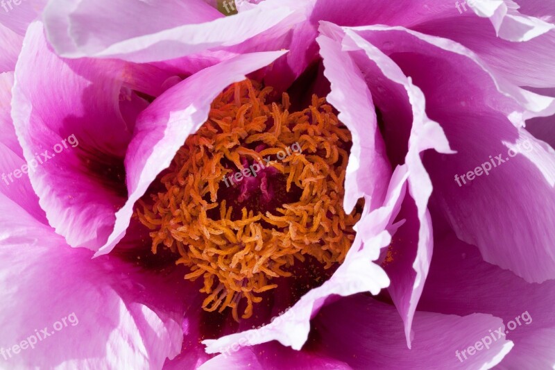 Peony Pentecost Macro Nature Spring