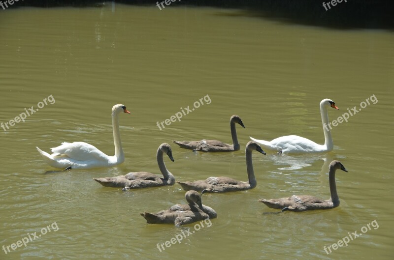 Animals Swans Cygnets Free Photos