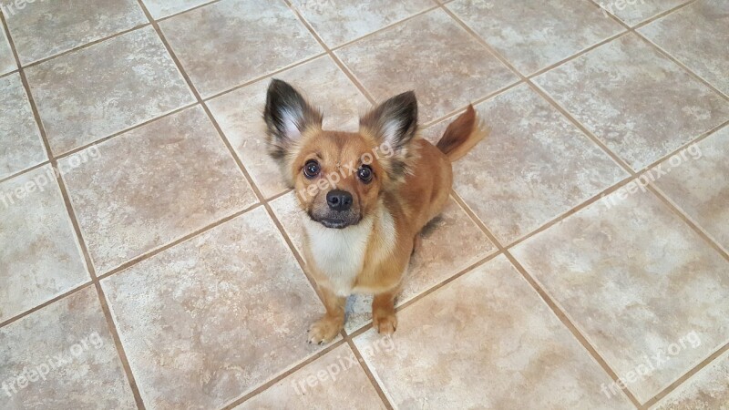 Chihuahua Eye Contact Sitting Free Photos