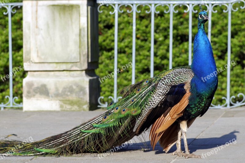 Peacock Dashing Bird Park Colored