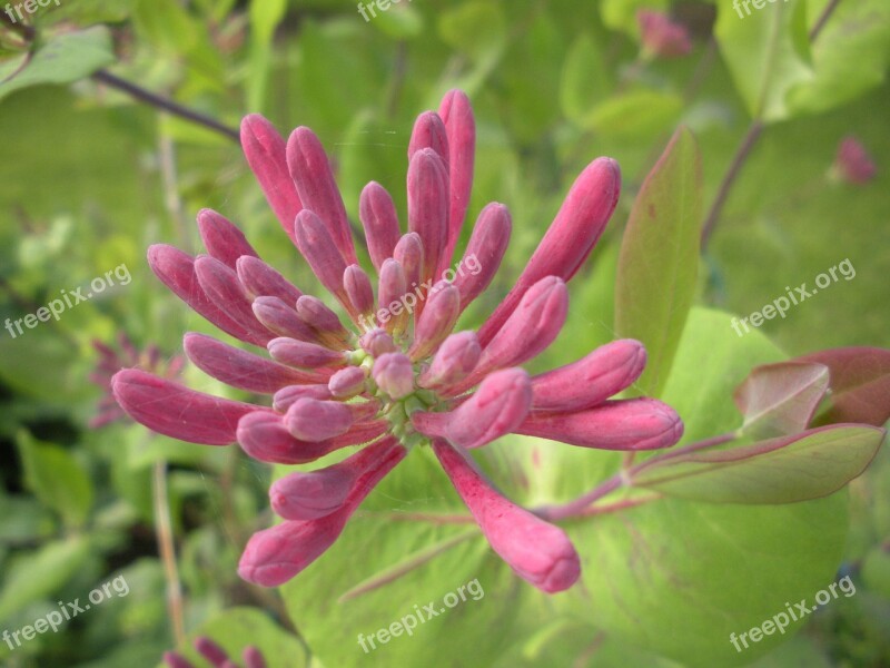 Honeysuckle Pink Macro Flowers Free Photos